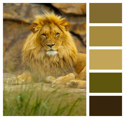 Animal Mammal Lion Image