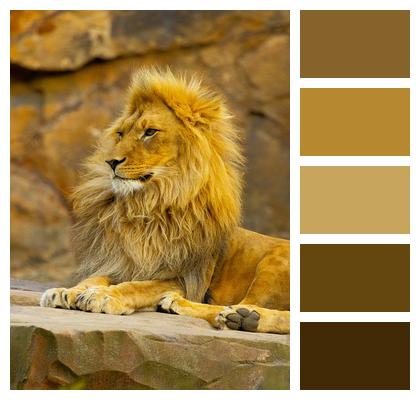 Mammal Animal Lion Image