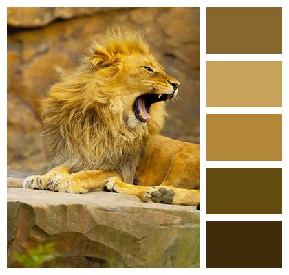 Lion Animal Mammal Image