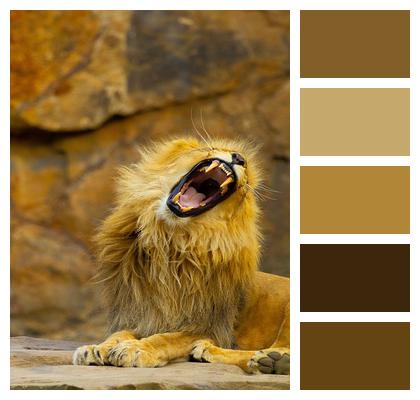 Mammal Lion Animal Image