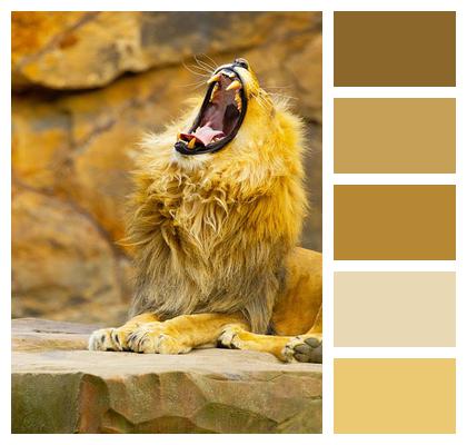 Lion Animal Mammal Image