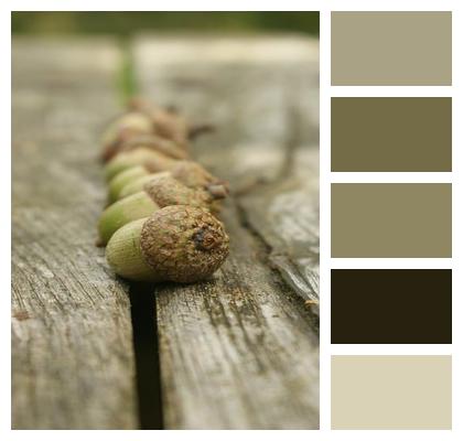 Wood Perspective Autumn Nuts Image