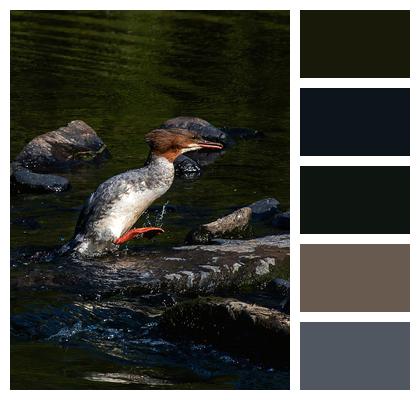 Merganser Bird Animal Image