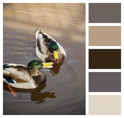 Lake Ducks Mallard Image