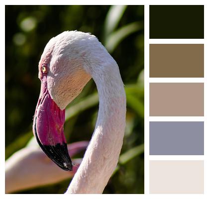 Flamingo Bird Feathers Image