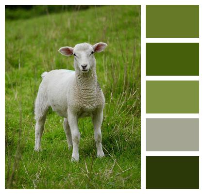 Nature Lamb Sheep Image