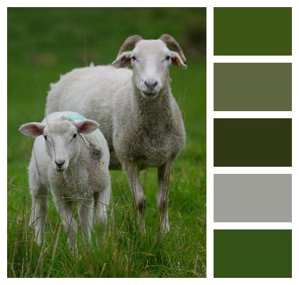Livestock Lamb Sheep Image