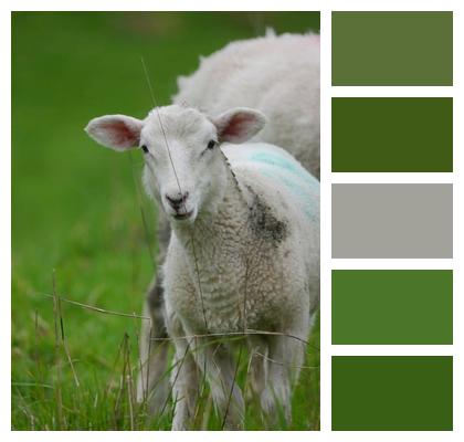Nature Sheep Lamb Image