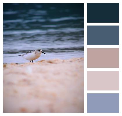 Sanderling Bird Animal Image