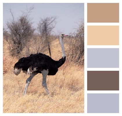 Ostrich Bird Wildlife Image