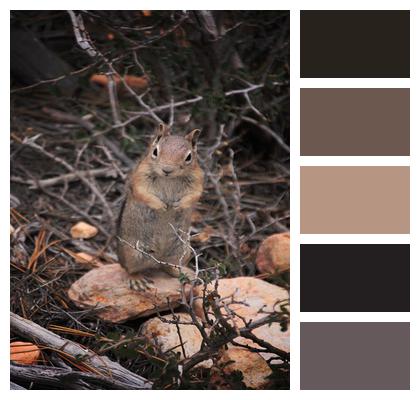 Animal Chipmunk Mammal Image