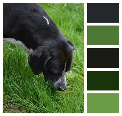 Dog Grass Springer Image