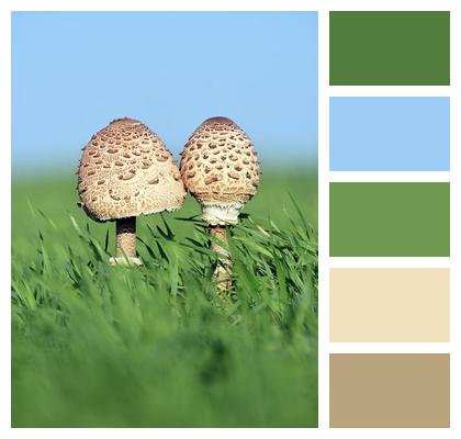 Grass Mushrooms Nature Image