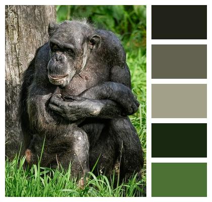 Chimp Monkey Chimpanzee Image