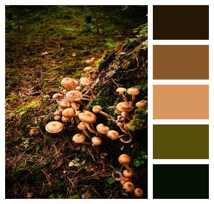 Mushrooms Forest Fungi Image