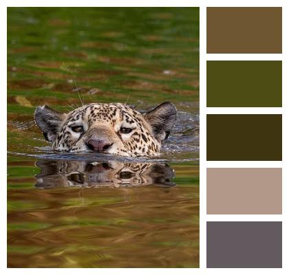 Leopard Animal Nature Image