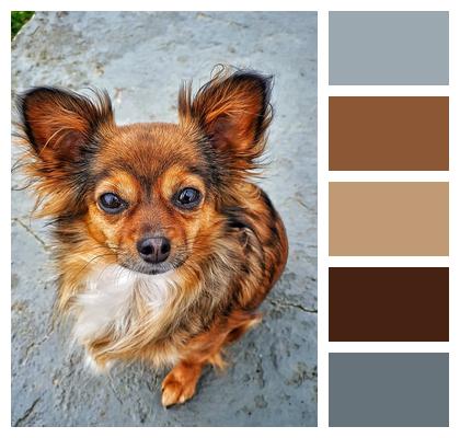 Dog Chihuahua Animal Image
