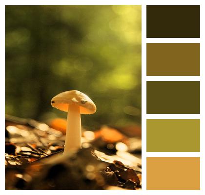 Mushroom Forest Fungi Image