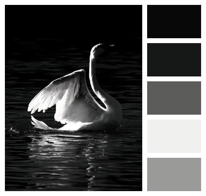 Swan Lake Animal Image