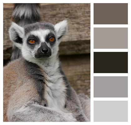 Lemur Zoo Nature Image