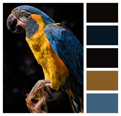 Animal Bird Macaw Image