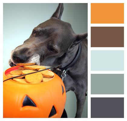 Cookie Halloween Dog Image