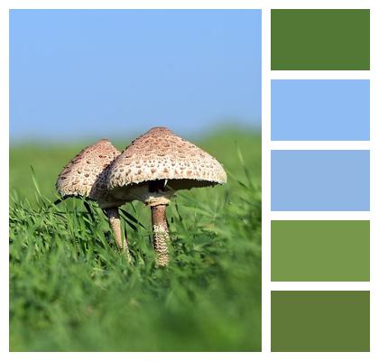 Toadstool Growth Mushrooms Image