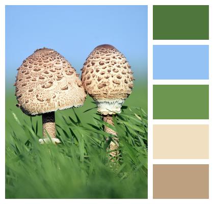 Mushrooms Kite Fungi Image