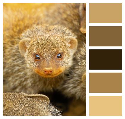 Animal Meerkat Mongoose Image