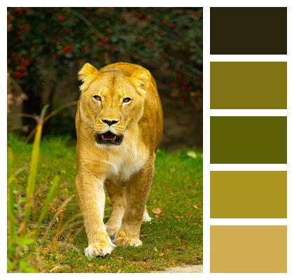 Mammal Animal Lioness Image