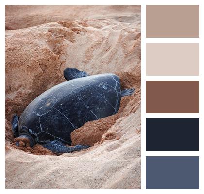 Sand Turtle Tortoise Image