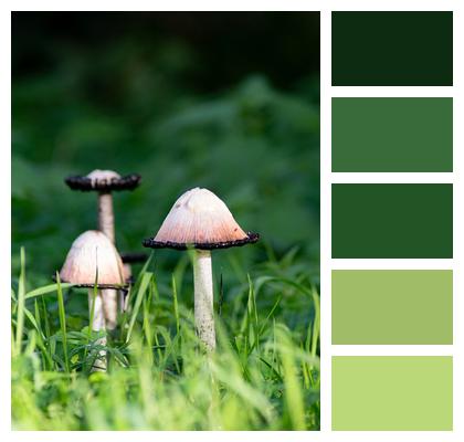 Grass Fungus Mushrooms Image