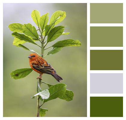 Cardinal Ornithology Bird Image