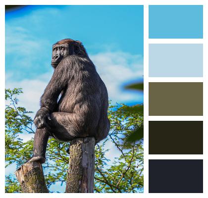 Gorilla Ape Primate Image