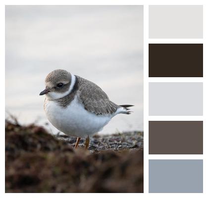 Bird Plover Ornithology Image