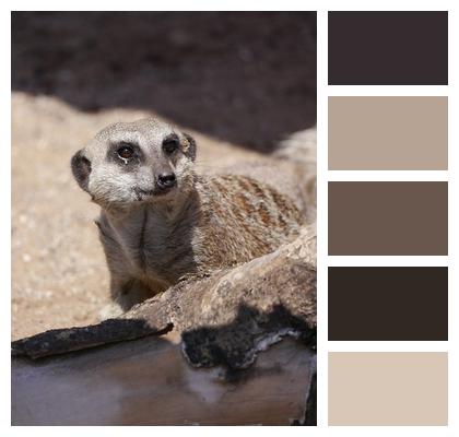 Meerkat Animal Mammal Image