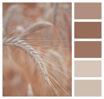 Field Crop Wheat Image