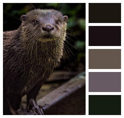 Otter Fur Mammal Image