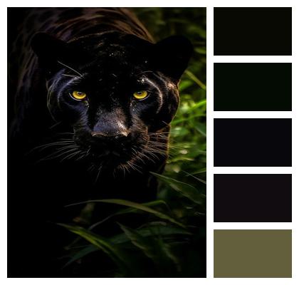 Panther Animal Cat Image