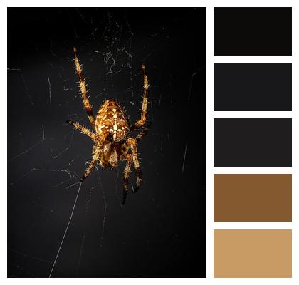 Arachnid Spiderweb Spider Image