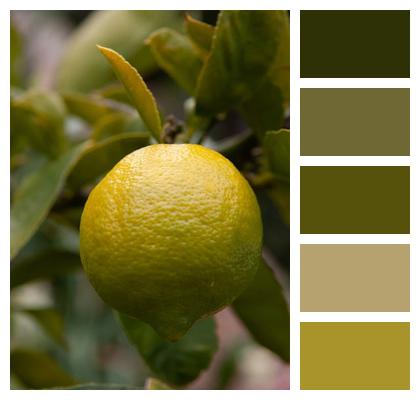 Lemon Fruit Citrus Image
