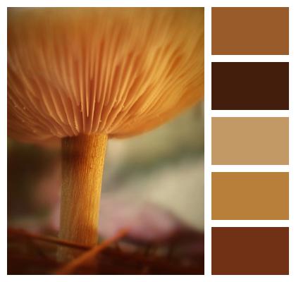Fungus Mushroom Nature Image