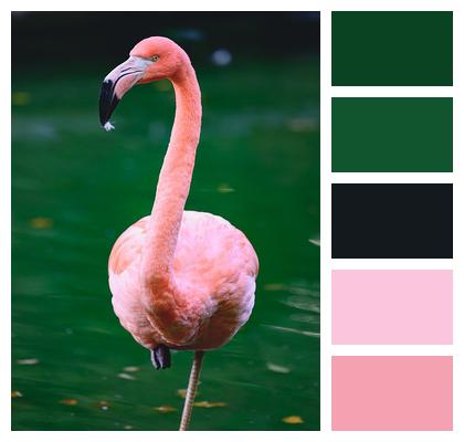 Flamingo Bird Ornithology Image