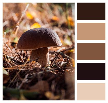 Boletus Autumn Mushroom Image