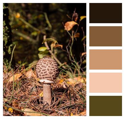 Autumn Forest Mushroom Image