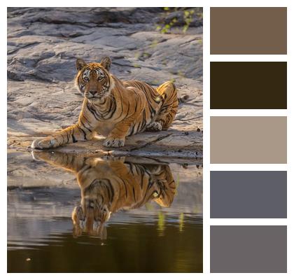 Wildlife Tiger Animal Image