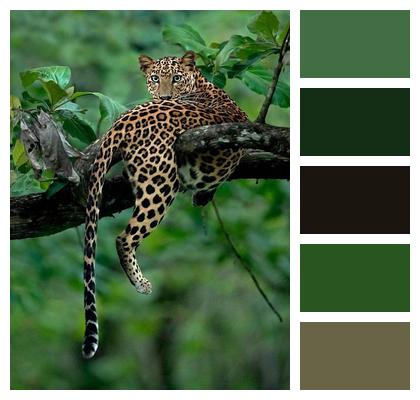 Forest Nature Leopard Image