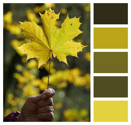 Maple Yellow Leaf Image