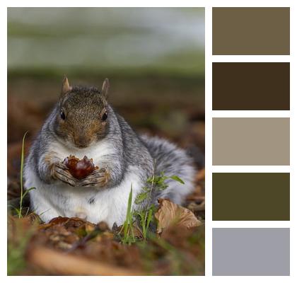 Rodent Squirrel Mammal Image