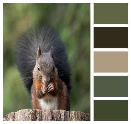 Rodent Squirrel Foraging Image